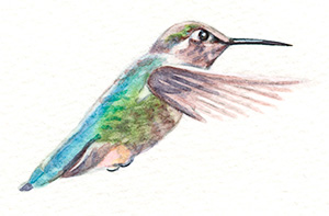 artfulpassages.com - Hummingbird Watercolor Lesson - Add details
