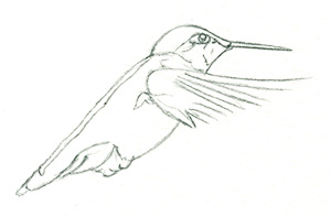 artfulpassages.com - Hummingbird Watercolor Lesson - Start w/Pencil Sketch