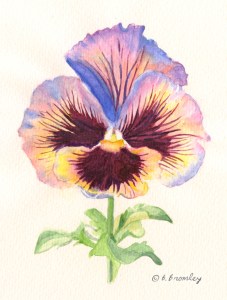 Watercolor Pansy Painting by Barbara Bromley a.k.a. artfulbarb on artfulpassages.com