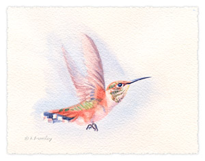 Watercolor painting of a Rufus hummingbird, by Barbara Bromley