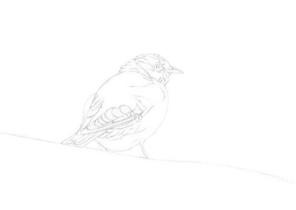 Stage 1, pencil sketch, in preparation for watercolor painting of a Bluebird, by artist Barbara Bromley